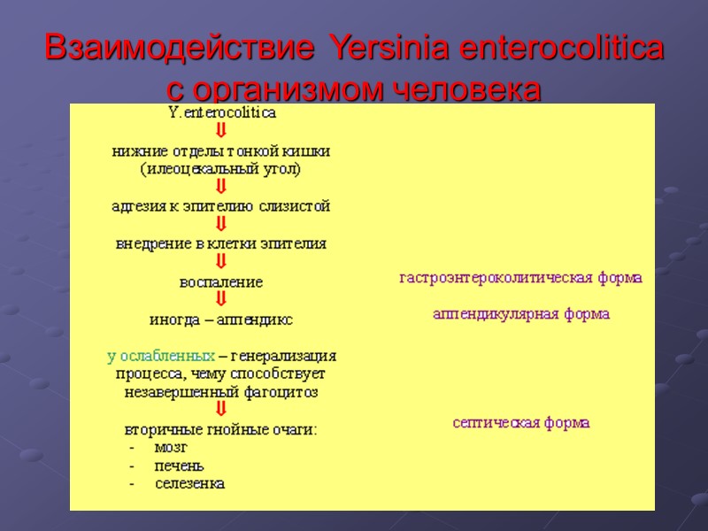 Взаимодействие Yersinia enterocolitica с организмом человека